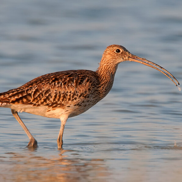 © Lorenz Heer: Grosser Brachvogel