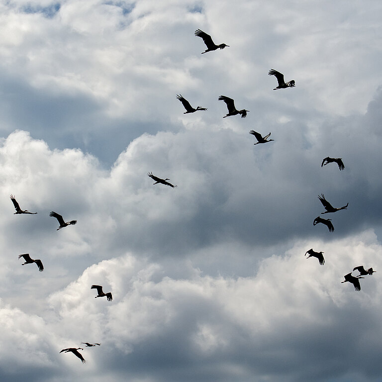 Weissstorch © Lorenz Heer