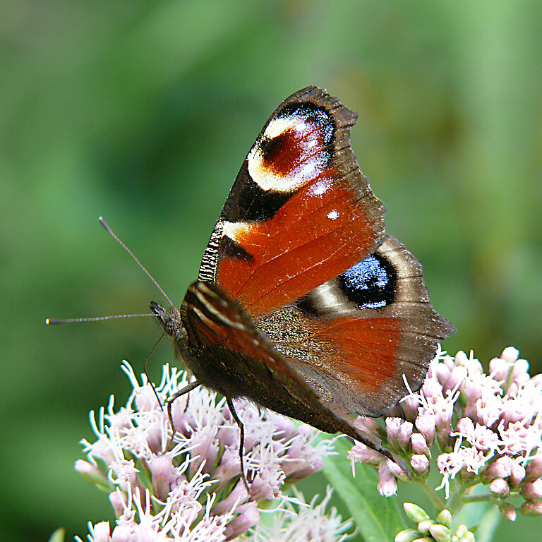 Tagpfauenaugen