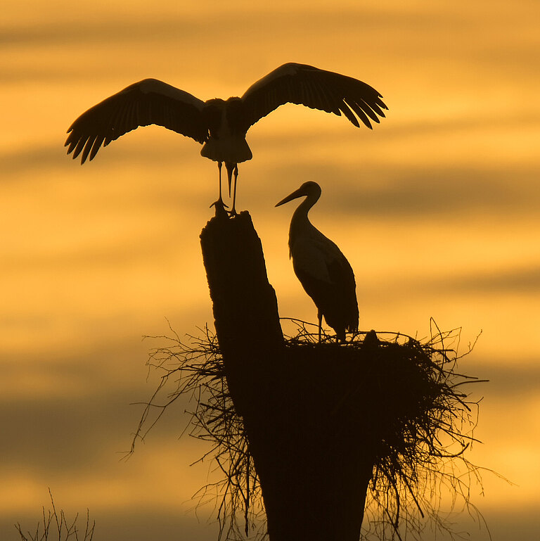 Sonnenaufgang im Auenwald 2022