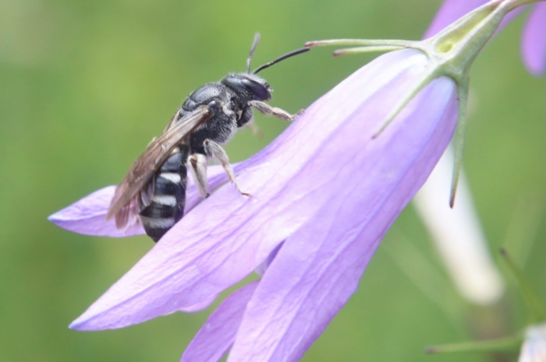 Die Glockenblumen-Schmalbiene (Lasioglossum costulatum) ist die Wildbiene des Jahres 2026.