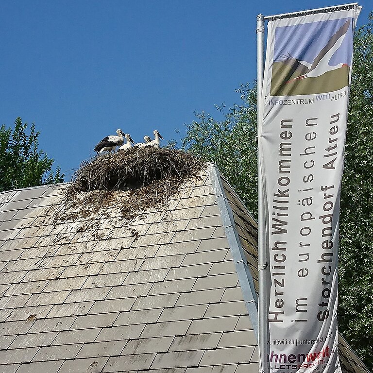 Weissstorch © Lorenz Heer