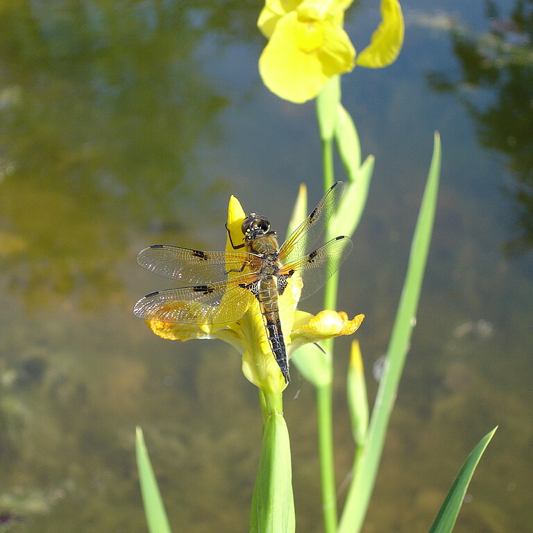 Libelle © Pro Natura Solothurn Libelle © Pro Natura Solothurn