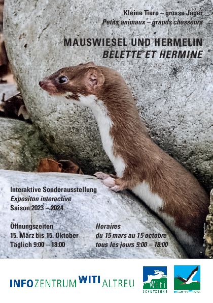 Flyer «Mauswiesel und Herrmelin»